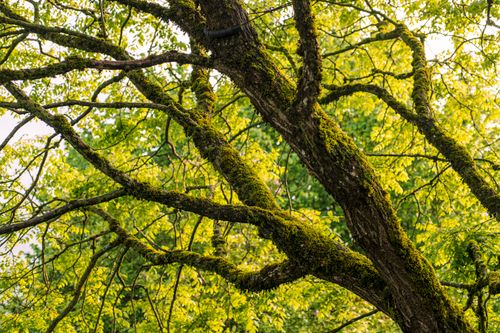 Free Close-up of green mossy branches in sunlight, capturing nature's vibrant beauty. Stock Photo