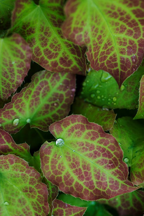 Close-up if Drops on Plant Leaves