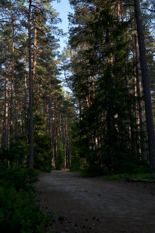 View of a Dirt Road in a Forest