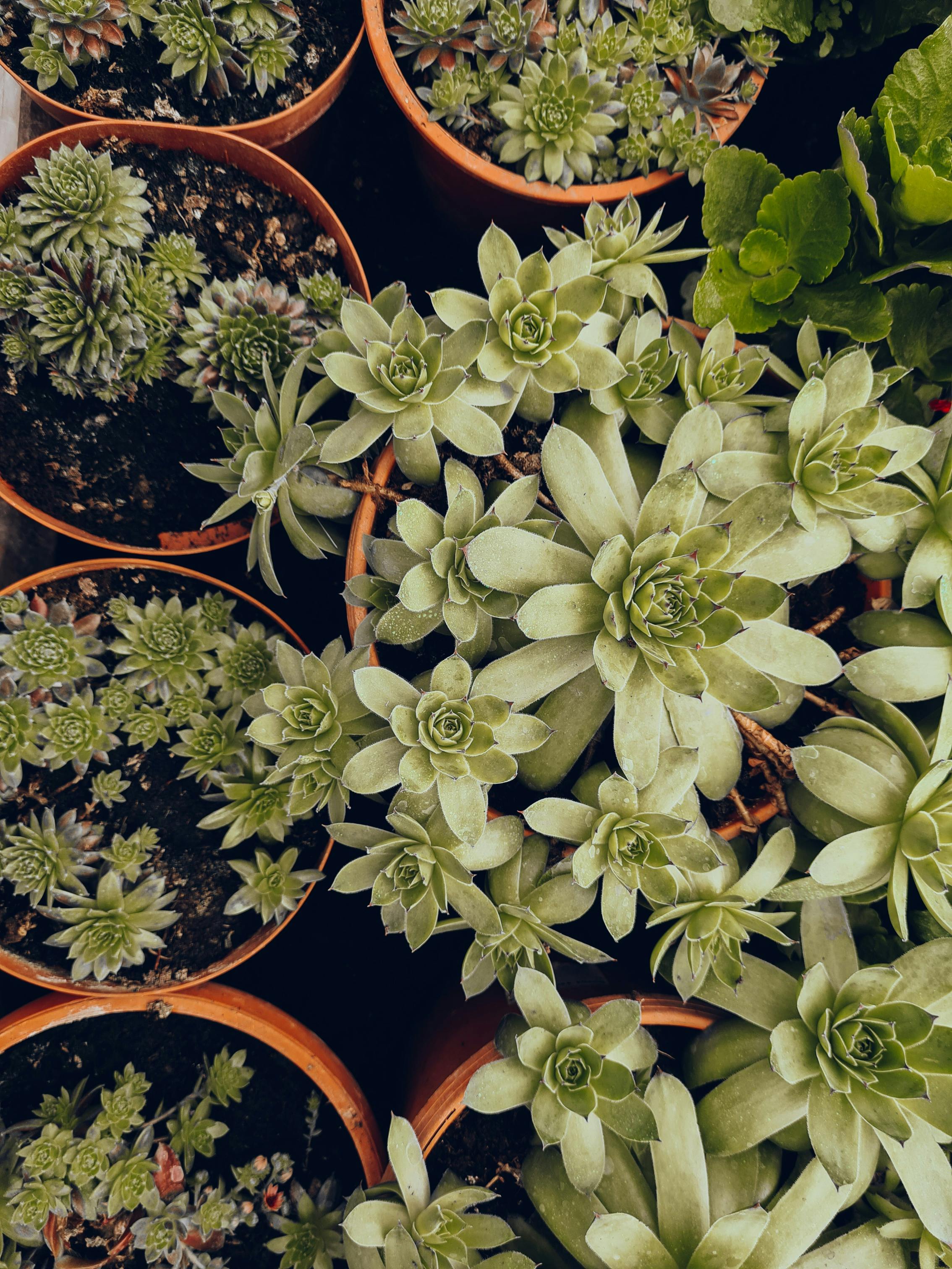 Close-up photo of various succulent plants in pots, showcasing a textured and green aesthetic.