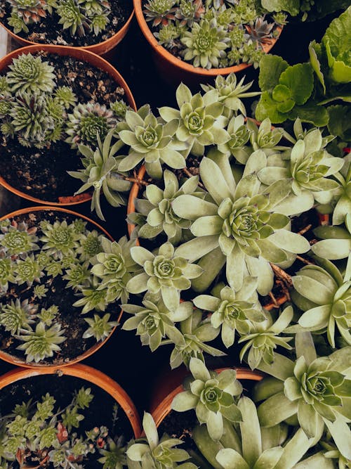 Green Plants in Flowerpots