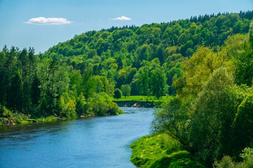 Бесплатное стоковое фото с вода, деревья, зеленый