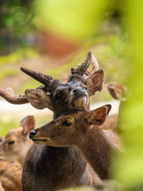 Immagine gratuita di animali, cervo, estate