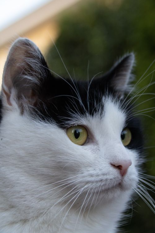 Free A detailed close-up portrait of a black and white cat with sharp yellow eyes, captured outdoors. Stock Photo