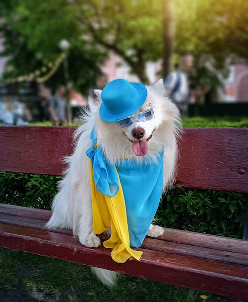 Бесплатное стоковое фото с blue yellow, day of kyiv, dog in glasses