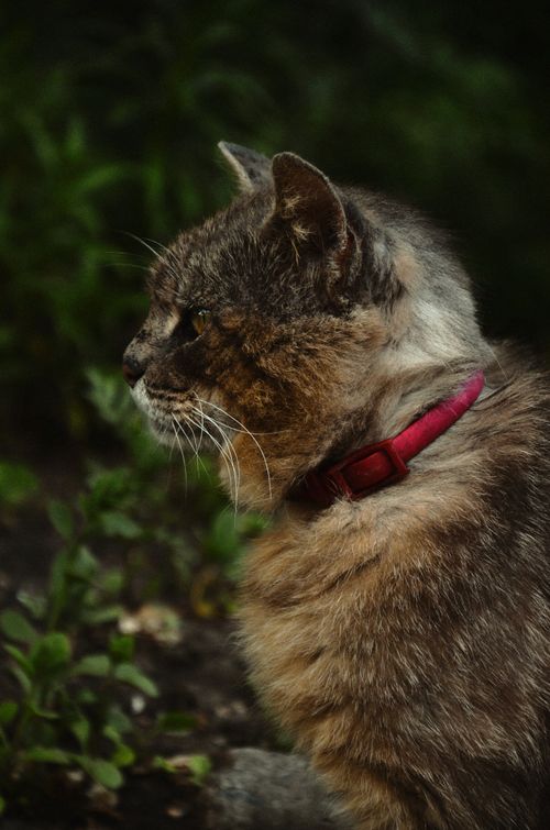 Free Profile photo of a fluffy cat with a red collar sitting outdoors, looking serene. Stock Photo