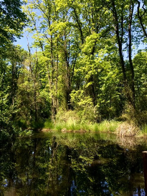 Free Serene forest with lush green trees reflecting on a calm lake surrounded by nature. Stock Photo