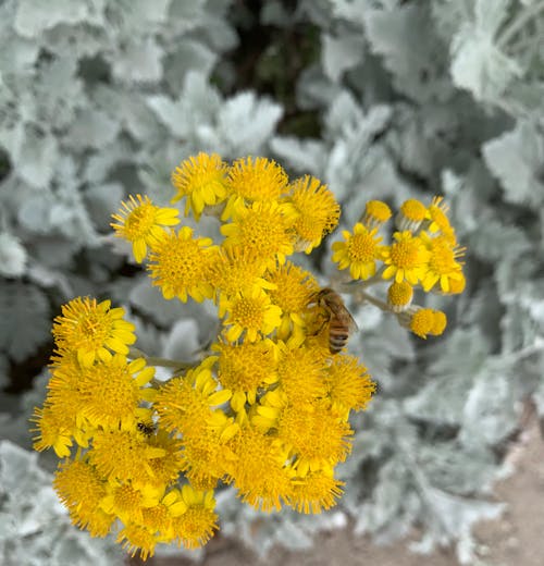 arı, bal özü, Çiçekler içeren Ücretsiz stok fotoğraf