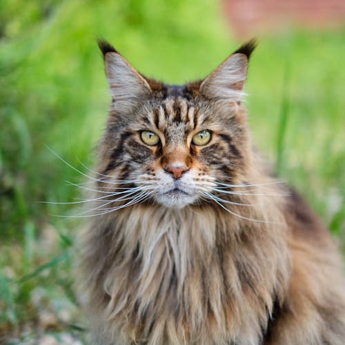 Close up of Maine Coon