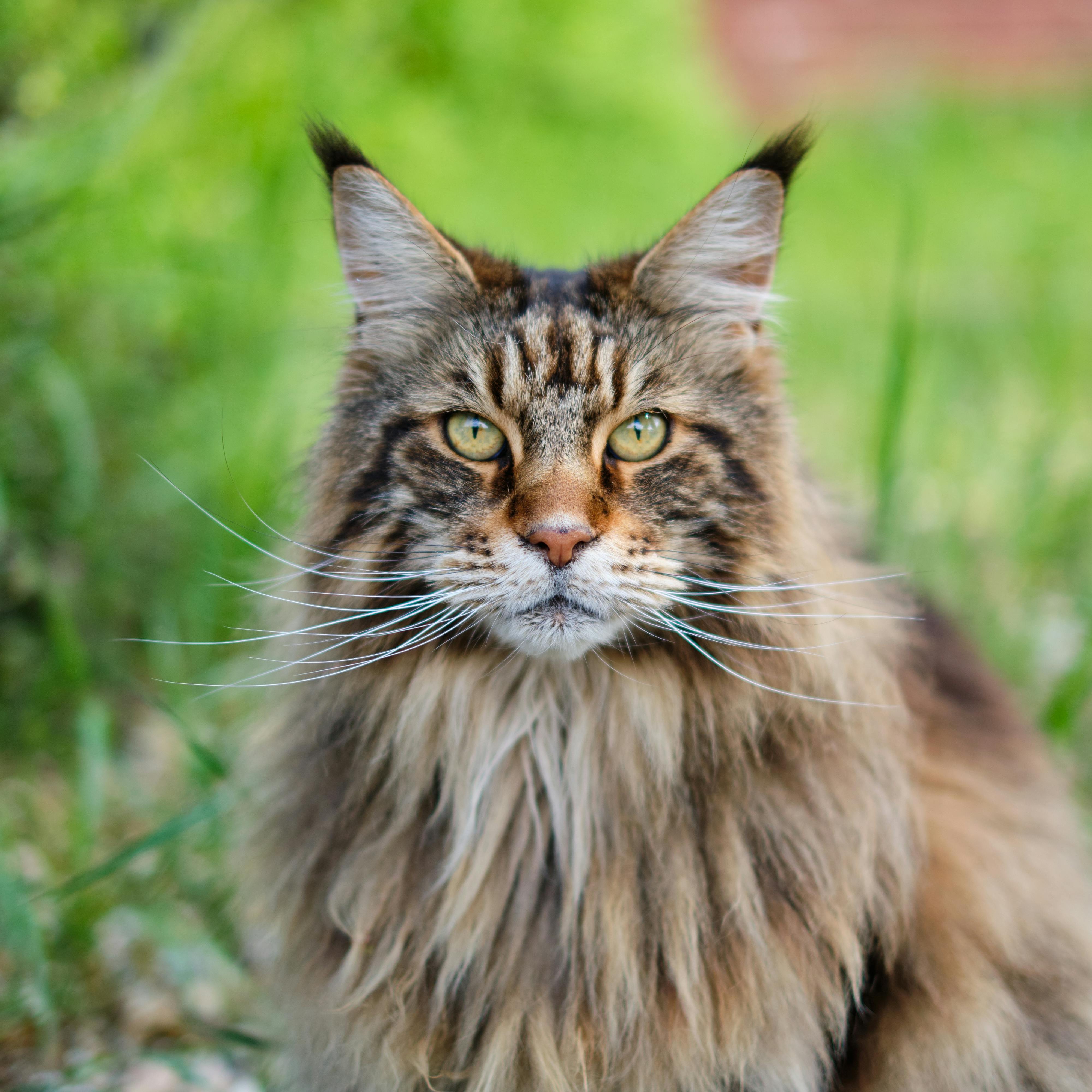 Close up of Maine Coon · Free Stock Photo