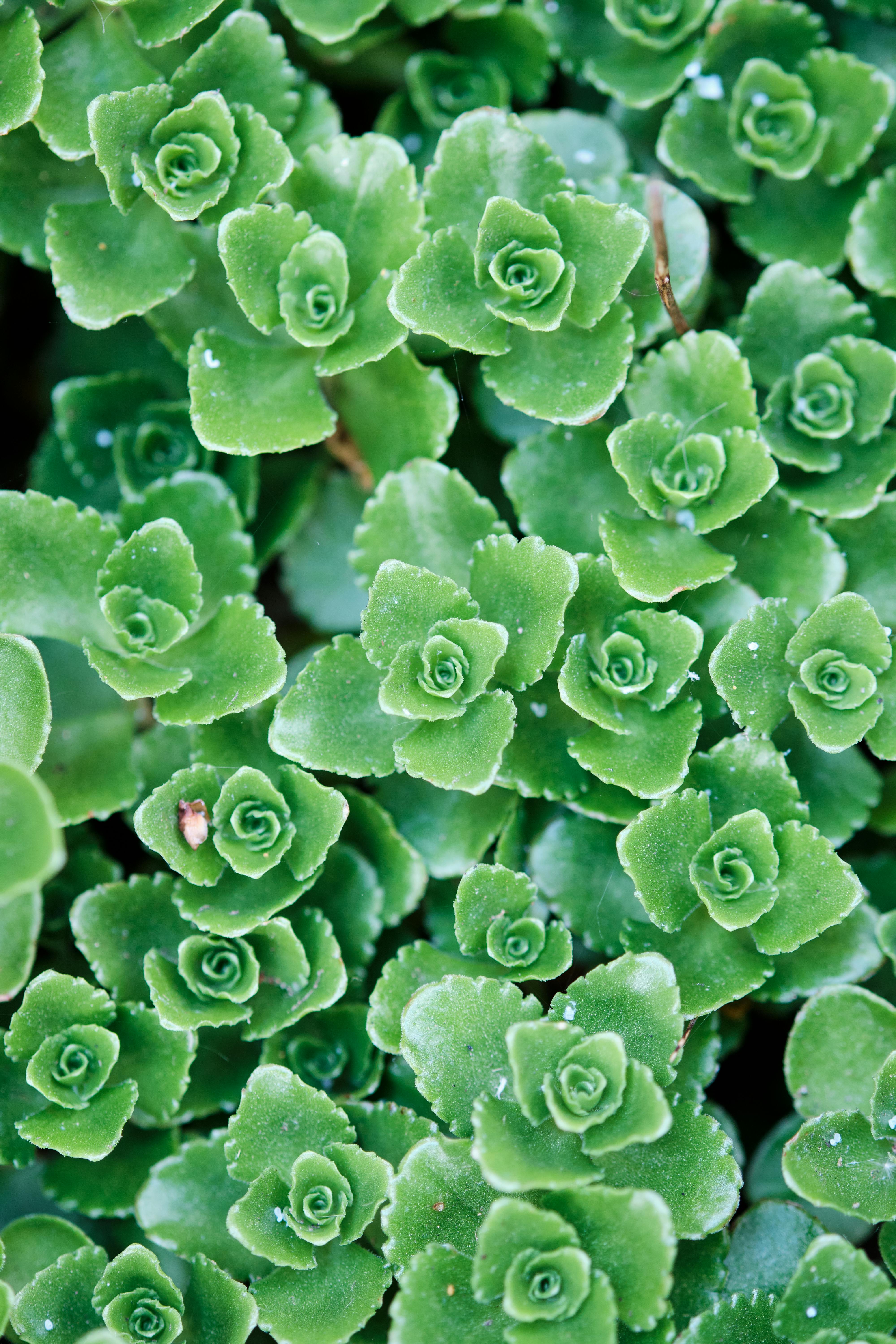 Detailed macro shot of fresh green rose succulents in Penrith, England.