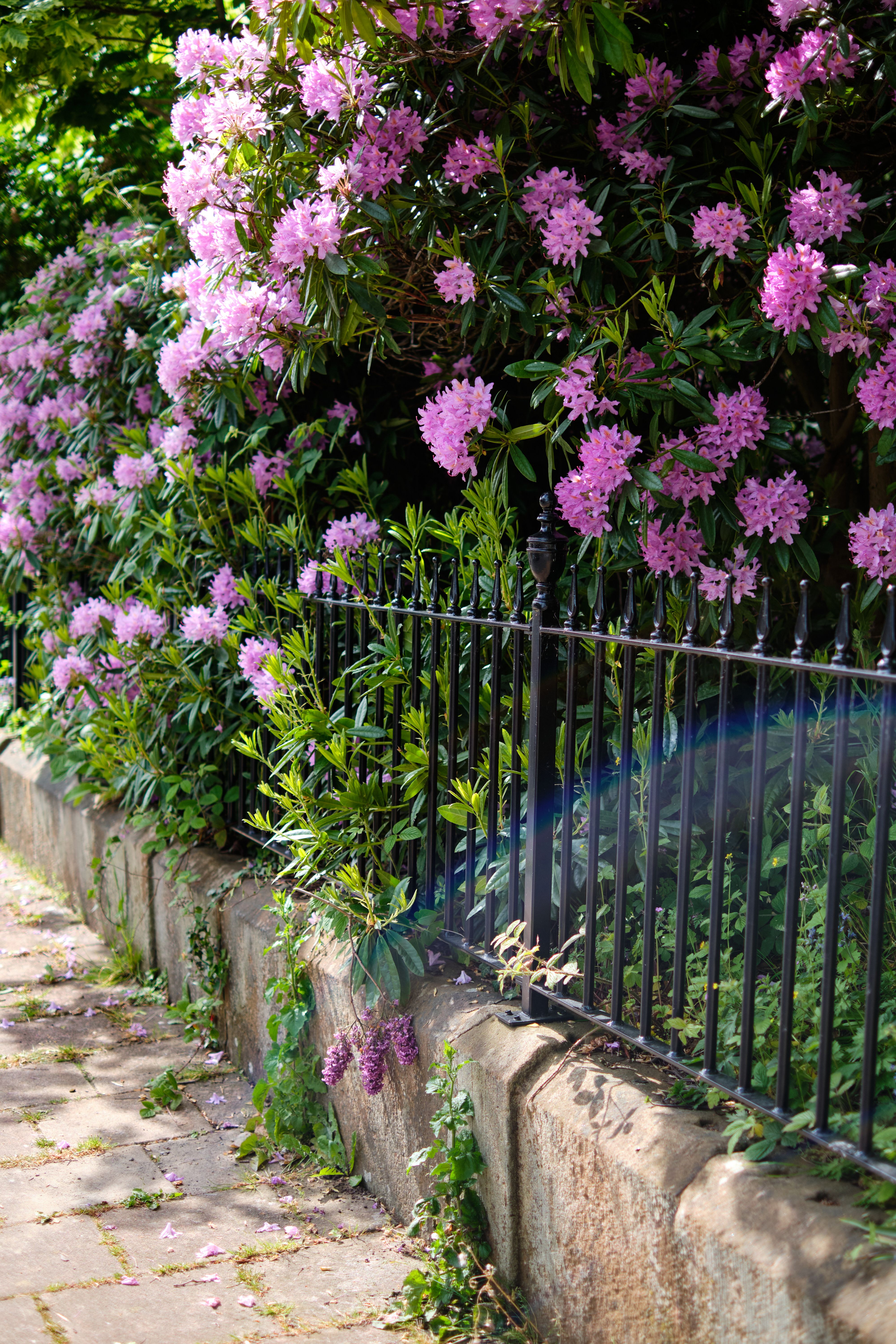 Photo of a Fence and Purple Flowers · Free Stock Photo