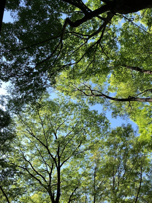 Základová fotografie zdarma na téma flóra, krajina, léto