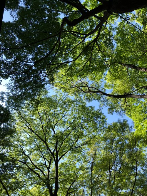Free Lush green tree canopy with branches under a clear blue sky, captured on a sunny day. Stock Photo