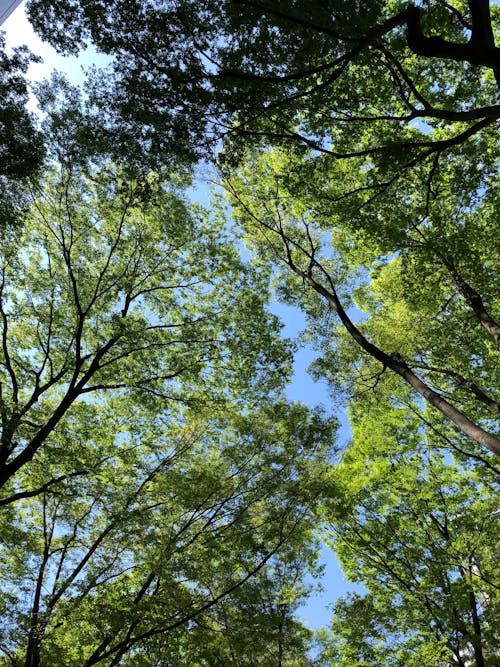 Foto profissional grátis de ângulo baixo, árvores, céu azul