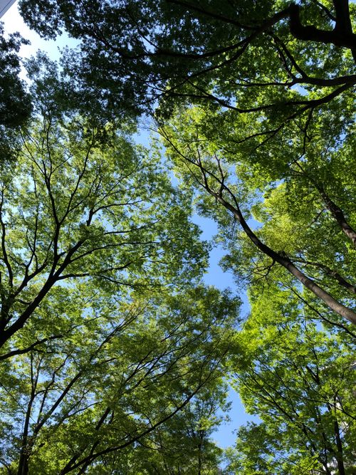 Free A view from below of a lush green forest canopy against a vibrant blue summer sky. Stock Photo