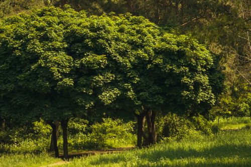 Free Serene landscape showcasing dense green trees in a summer countryside setting. Stock Photo