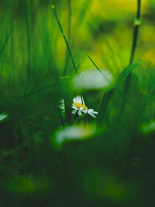 Close-up of a Daisy in Grass 