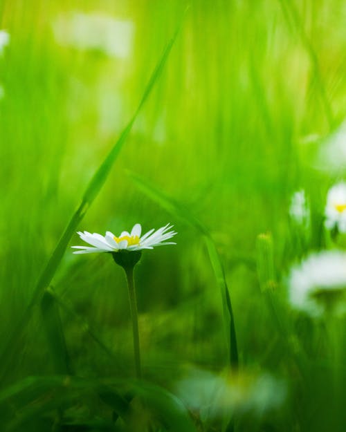 Daisy Flower amid Grass 