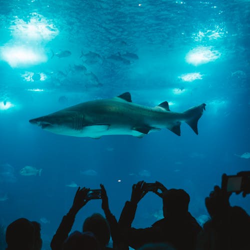 Grupo De Personas Tomando Foto De Tiburón
