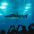 在水族馆里，大鲨鱼优雅地游着泳，人们正用手机拍照