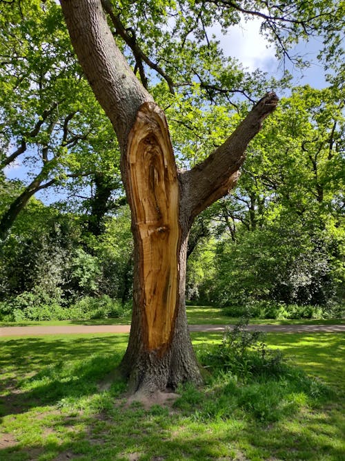 Damaged Tree in Park