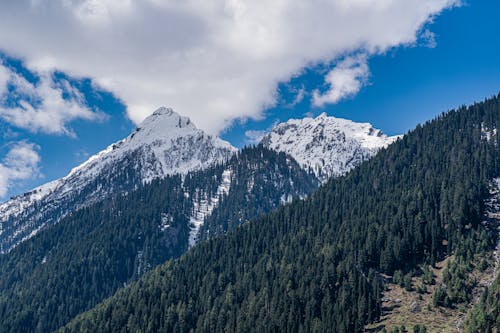 Foto d'estoc gratuïta de alpinisme, bosc, coníferes