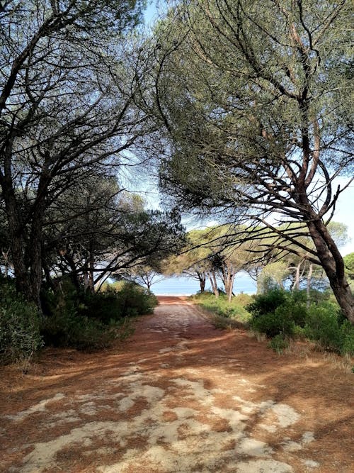 A Walkway between Trees Leading to a Body of Water 