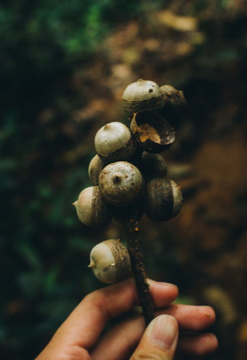Hand Holding Branch with Acorns