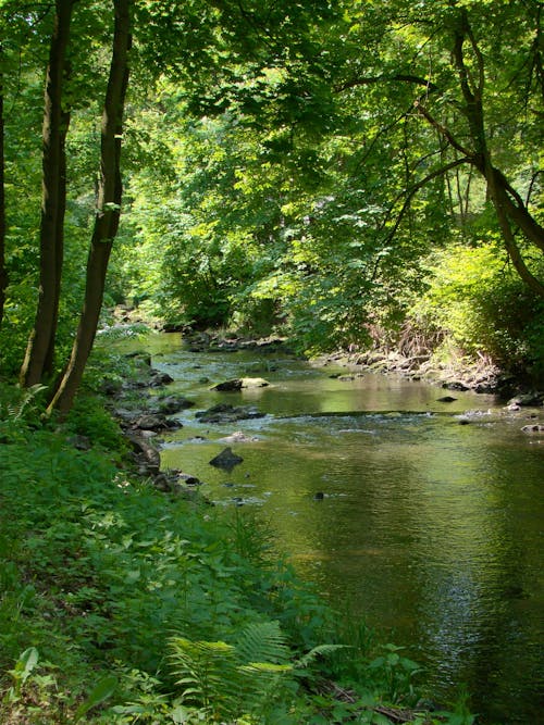 River in a Forest 