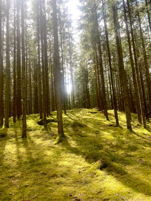 Foto profissional grátis de floresta, floresta profunda, luz do sol