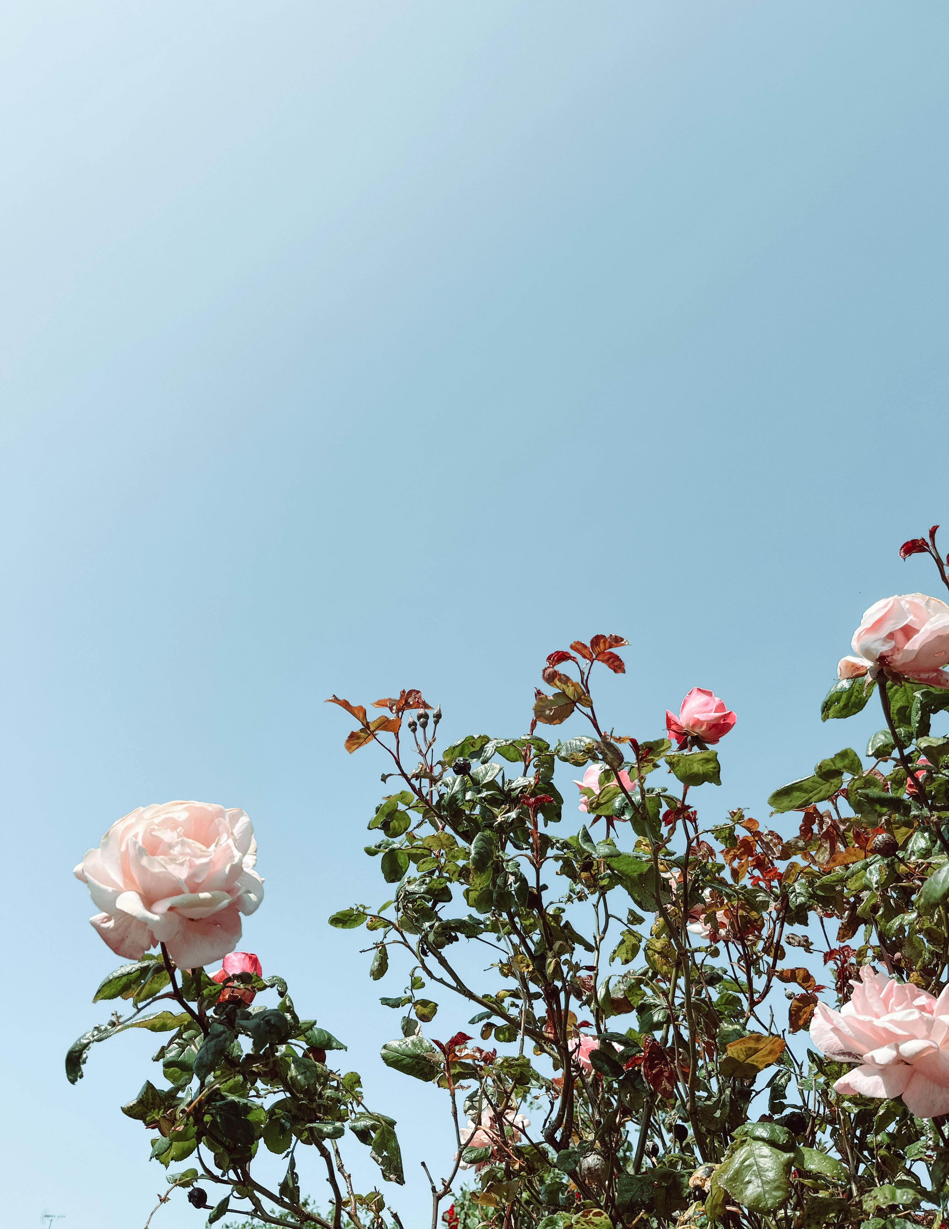 Sky And Roses Photos, Download The BEST Free Sky And Roses Stock Photos ...