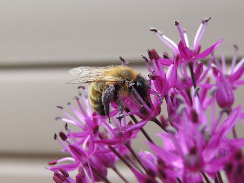 arı, bitkiler, Çiçekler içeren Ücretsiz stok fotoğraf
