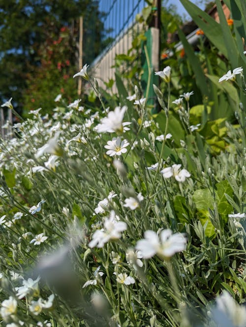 Gratis stockfoto met fleurt blanches, jardin