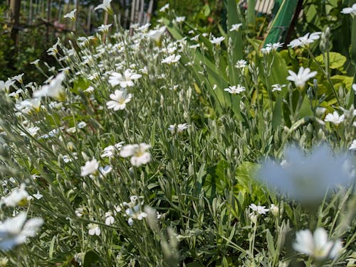 Gratis stockfoto met fleurt blanches, jardin