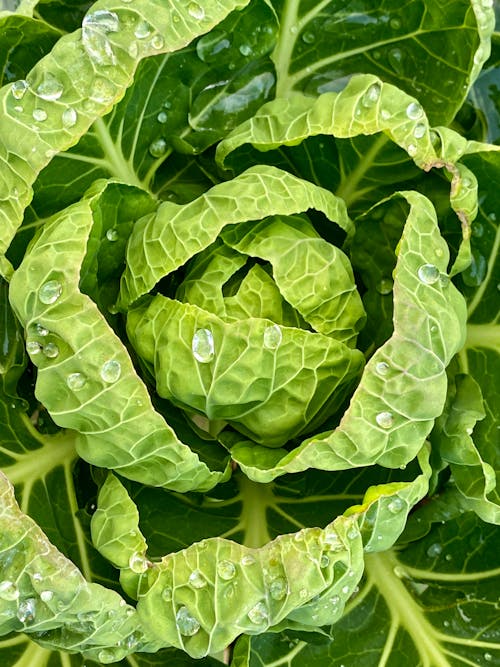 Drops on Cabbage