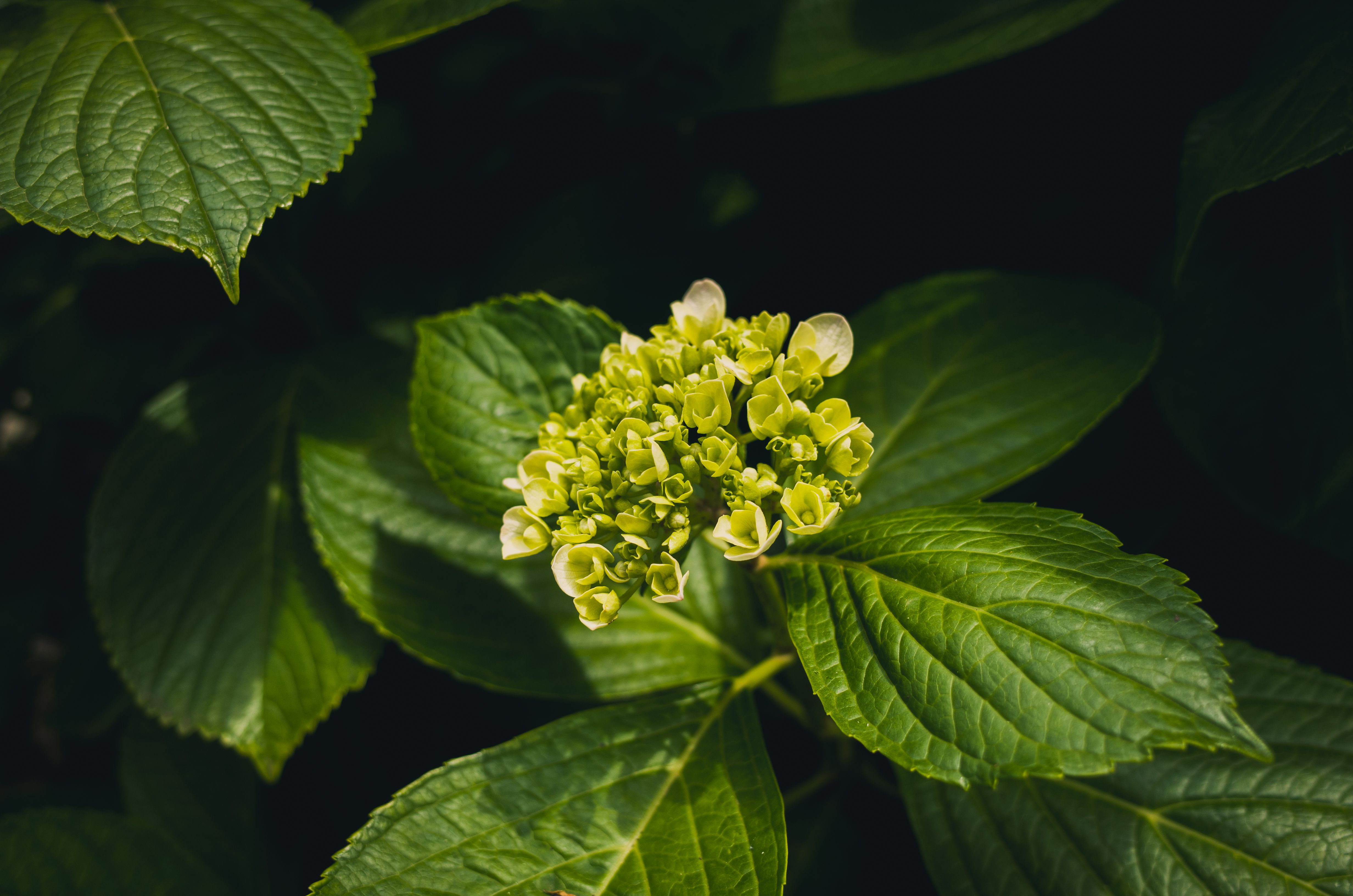 Sondas fluorescentes revelam os 'canos' invisíveis das plantas com precisão inédita