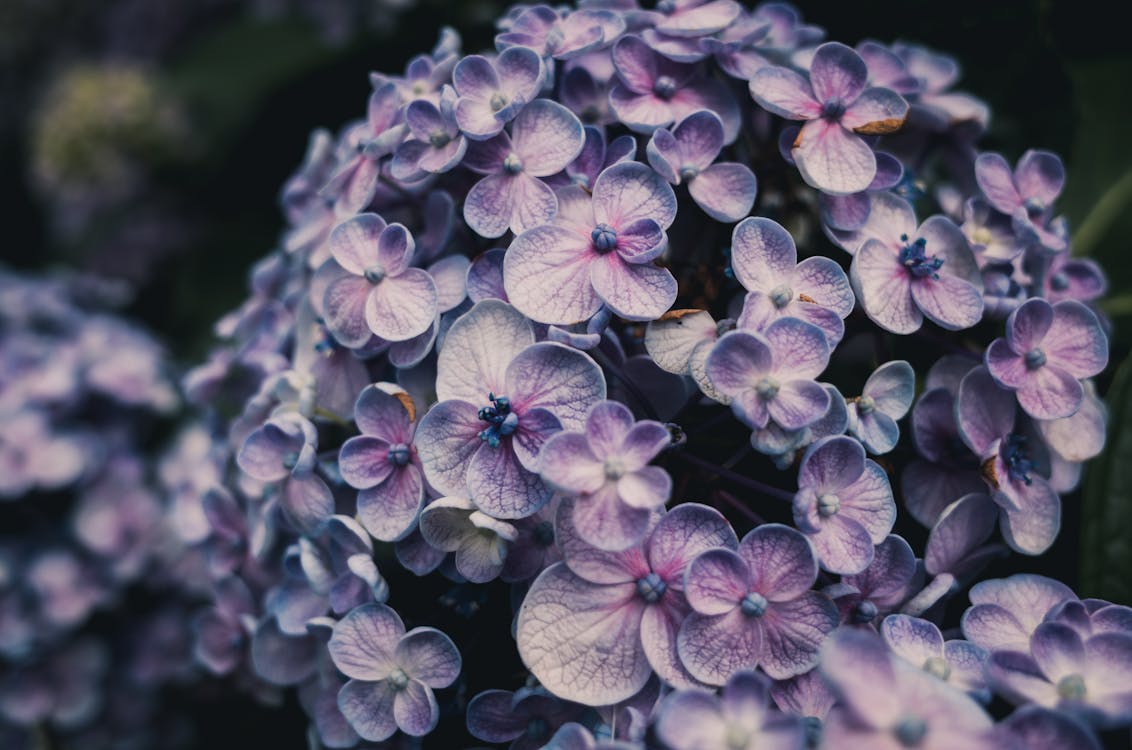 Foto De Primer Plano De Flores De Hortensia Púrpura · Foto de stock gratuita