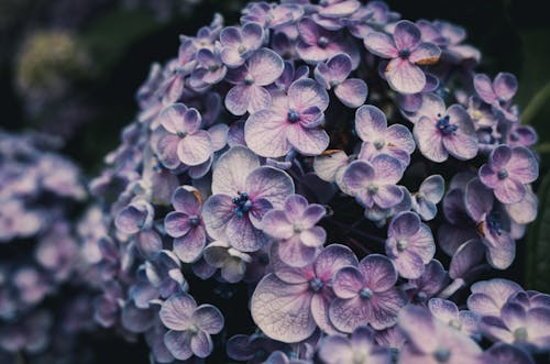 Close-Up Photo of Purple Hydrangea Flowers