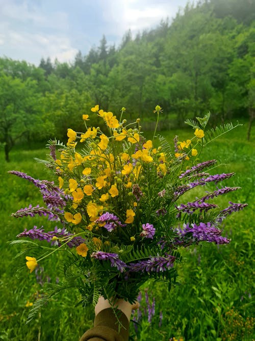 Imagine de stoc gratuită din câmp, codru, flori