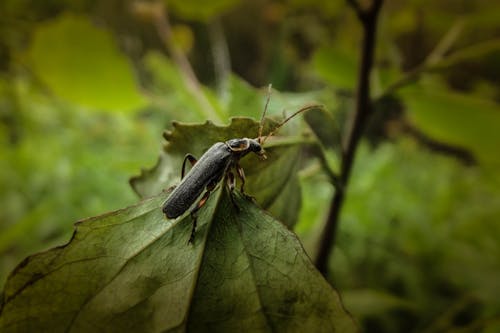 Free Close-up of an Insect on a Leaf  Stock Photo