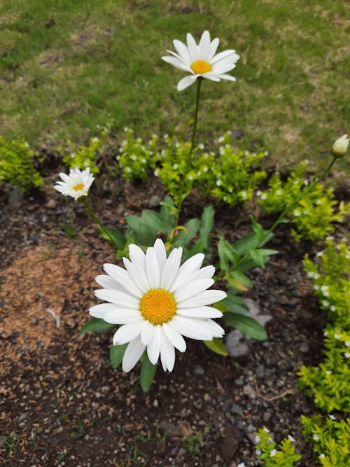 Δωρεάν στοκ φωτογραφιών με βοτανικός κήπος, λευκά κρίνα