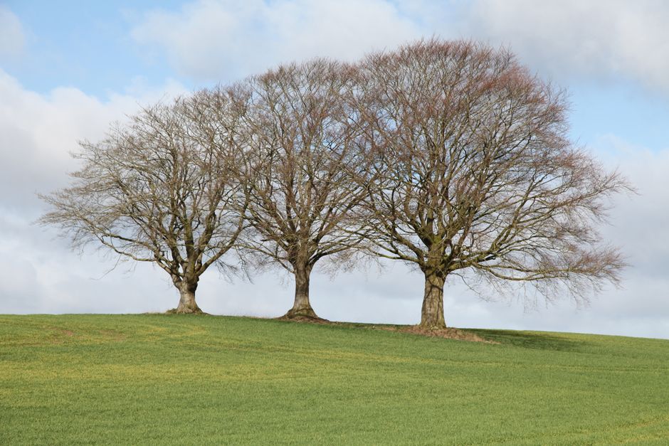 Tranquil scene of bare trees on a grassy hill under a cloudy sky in Aabenraa, Denmark.