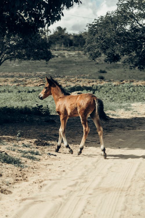 Horse Colt on Dirt Road