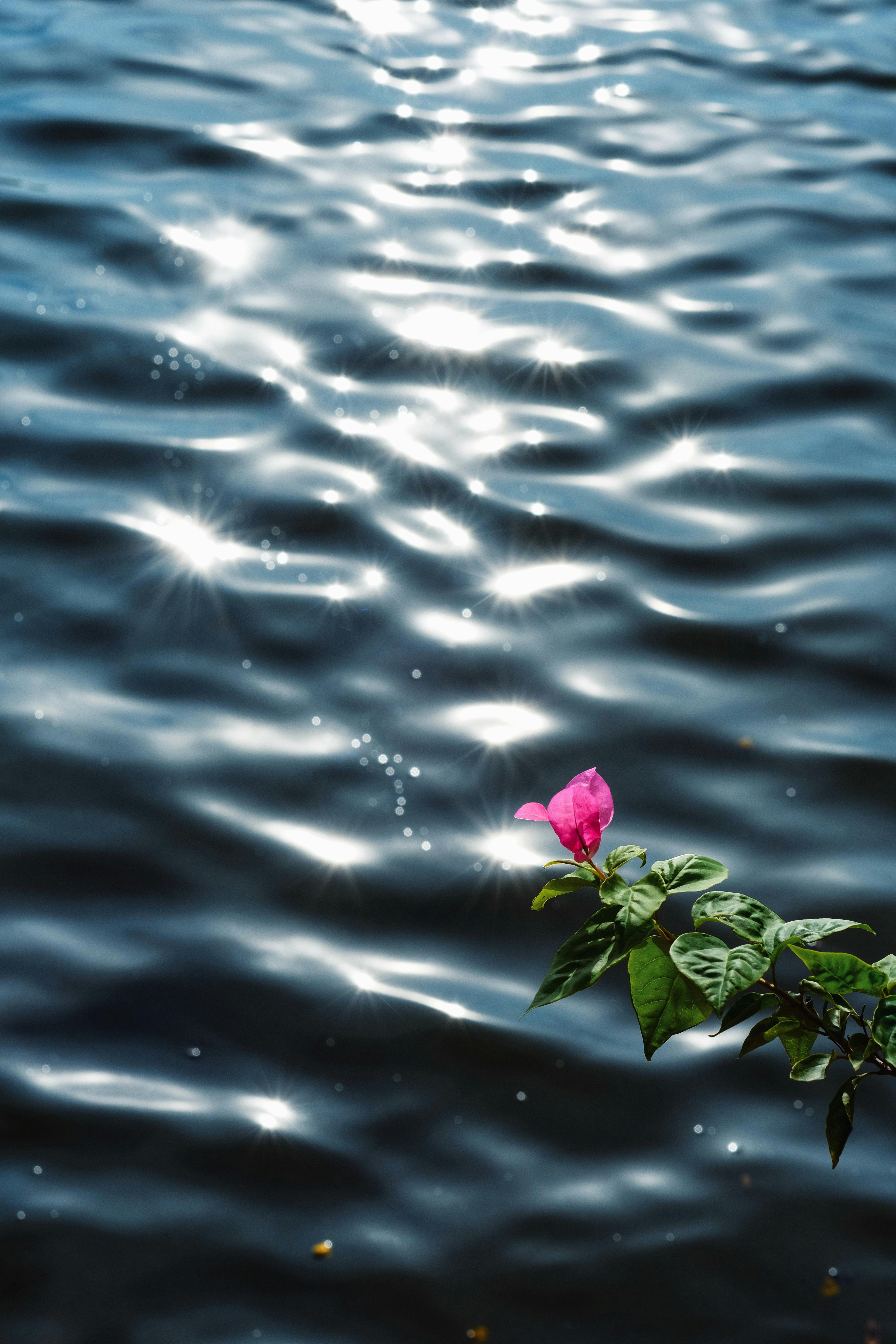 A vibrant pink flower with glistening water reflections creates a serene nature scene.