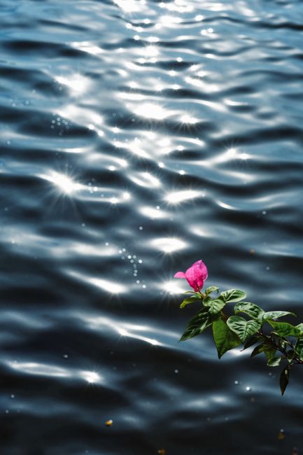 A vibrant pink flower with glistening water reflections creates a serene nature scene.