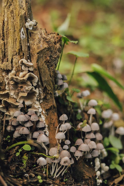 Close-up of Mushrooms Growing on a Tree Trunk