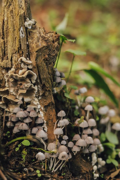 Close-up of Mushrooms Growing on a Tree Trunk · Free Stock Photo