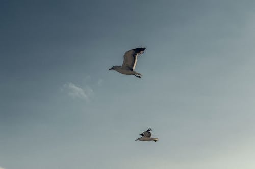 Kostnadsfri bild av djur, fågel, fiskmås