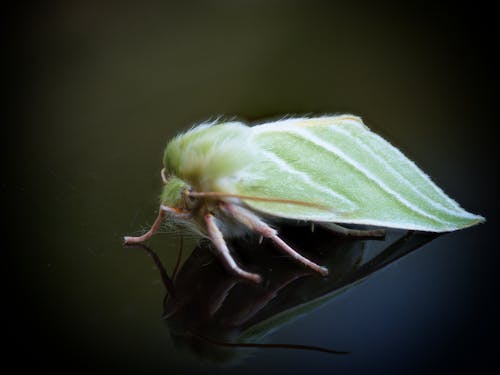 Close-up of a Moth 